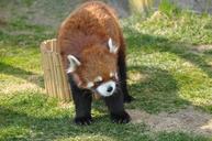 red-panda-zoo-cute-animals-178324.jpg