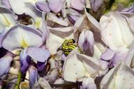 boxwood-borer-wisteria-pest-762580.jpg