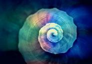 snail-shell-spiral-snail-shell-822610.jpg