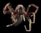 spider5,_face,_upper_marlboro,_md_2013-10-18-12.35.14_ZS_PMax.jpg