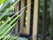 spider-web-nature-insect-cobweb-672308.jpg