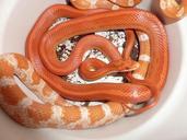 corn-snake-snakes-terraristik-638185.jpg