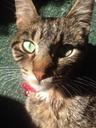 cat-sunny-tabby-animal-pet-1330023.jpg