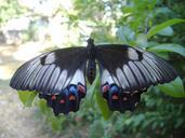 Orchard-Swallowtail-Butterfly.jpg