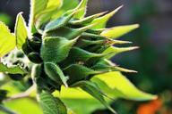 sunflower-bud-flower-sunflower-bud-337314.jpg