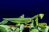 praying-mantis-fishing-locust-green-219104.jpg