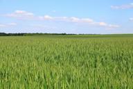 fields-wheat-cornfield-1180781.jpg