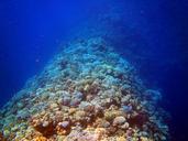 coral-red-sea-egypt-coral-reef-452018.jpg