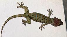 gecko-tokay-gecko-gouni-193941.jpg