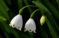 Snowdrop_(Galanthus).jpg