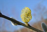 willow-catkins-blossom-bloom-bud-339038.jpg