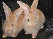 bunny-friends-animals-wildlife-1102940.jpg