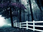 forest-fence-twilight-nature-672104.jpg