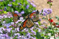 monarch-monarch-butterfly-butterfly-1243382.jpg