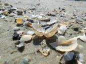 shell-sea-beach-shells-sand-beach-980755.jpg