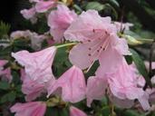 rhododendron-plant-blossom-bloom-324362.jpg