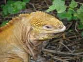 lizard-amphibian-reptile-iguana-298404.jpg