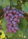 grapes-grapevine-agriculture-winery-982653.jpg