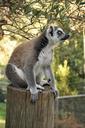 lemur-animal-zoo-nature-1518561.jpg