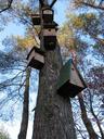 birdhouse-tree-wood-house-wooden-1392193.jpg