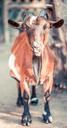 goat-nature-animal-animal-world-459211.jpg