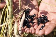 beans-sheath-hands-soy-519210.jpg