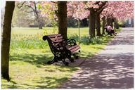 park-bench-nature-spring-blossom-739493.jpg