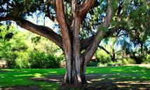 tree-garden-nature-organic-park-644756.jpg