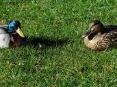 mallard-pair-stock-duck-couple-pair-357794.jpg