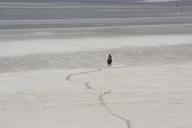 horse-beach-sea-sand-ocean-549838.jpg