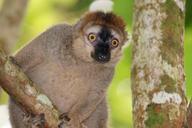 animals-red-fronted-lemur-female-1003416.jpg