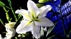 lily-flower-white-670440.jpg