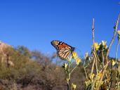 Monarch_butterfly_(Danaus_plexippus).jpg