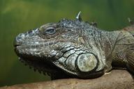 iguana-dragon-zoo-relaxed-head-191185.jpg