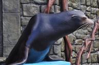 sea-lion-cozumel-water-animal-184412.jpg