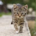 cat-tabby-outdoors-animals-cute-1506960.jpg