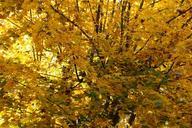 autumn-leaves-yellow-golden-autumn-200242.jpg