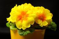 primrose-primula-blossom-bloom-322334.jpg