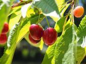 cherries-fruits-fruit-red-ripe-592257.jpg