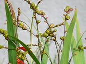 seed-capsules-seeds-montbretia-seeds-61734.jpg