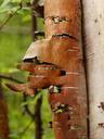 birch-bark-scaly-tree-nature-116069.jpg