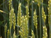 wheat-wheat-field-wheat-spike-spike-8244.jpg