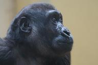 gorilla-ape-primate-monkey-watch-1464005.jpg