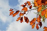 autumn-leaves-leaves-in-the-autumn-894426.jpg