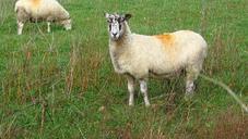 sheep-grass-field-livestock-1033939.jpg