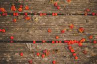 Boardwalk_and_Berries.jpg