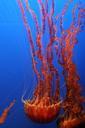 jellyfish-tentacles-ocean-fish-497526.jpg