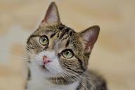 cat-tabby-close-up-feline-kitty-1646566.jpg