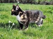 kitten-cat-domestic-cat-young-cat-283159.jpg