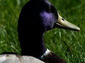 mallard-drake-males-duck-head-357814.jpg